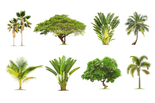 Kokosnuss Und Palmen Isolierter Baum Auf Weißem Hintergrund Die Sammlung — Stockfoto