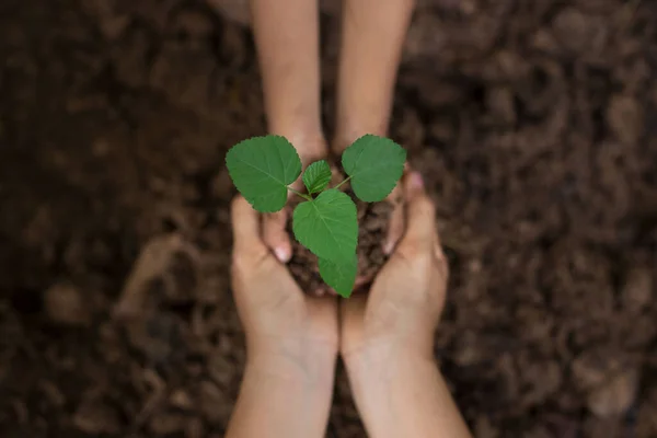 Gros Plan Une Main Enfant Une Mère Plantent Une Jeune — Photo