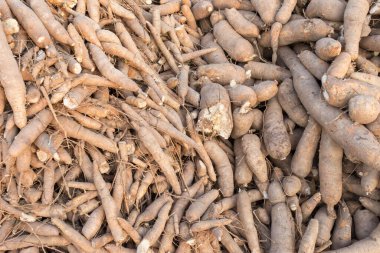 Manyok, yuca, balinghoy, mogo, mandioca, kamoteng kahoy, tapyoka ve manioc kökü olarak da bilinir..