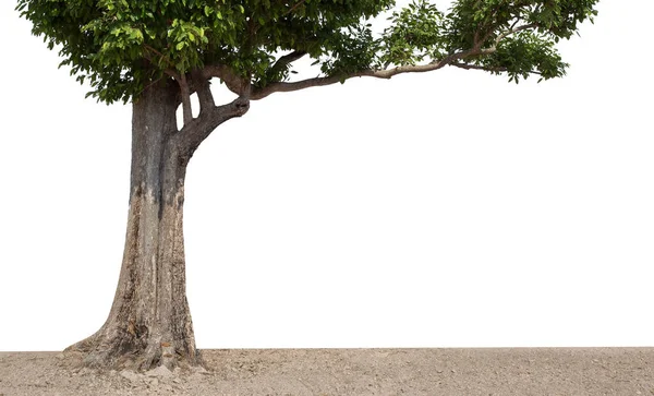 Árvores Isoladas Sobre Fundo Branco Árvore Tropical Nordeste Tailândia Usada — Fotografia de Stock