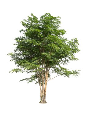 Beyaz arka planda izole ağaçlar. Tayland 'ın kuzeydoğusundaki tropik ağaç tasarım, reklam ve mimarlık için kullanılır.