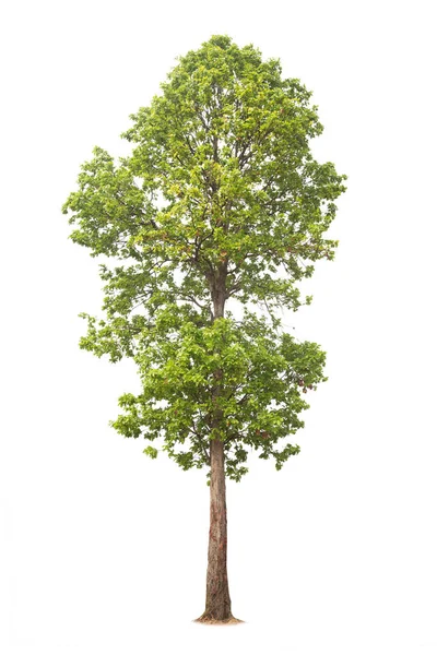 Isolierter Großer Baum Auf Weißem Hintergrund Tropische Bäume Isoliert Für — Stockfoto