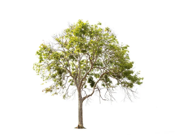 Isolierter Großer Baum Auf Weißem Hintergrund Tropische Bäume Isoliert Für — Stockfoto