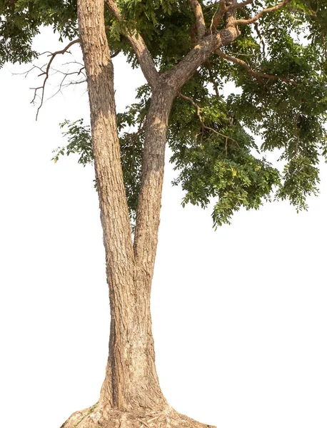 Vereinzelte Bäume Auf Weißem Hintergrund Tropischer Baum Nordosten Thailands Für — Stockfoto