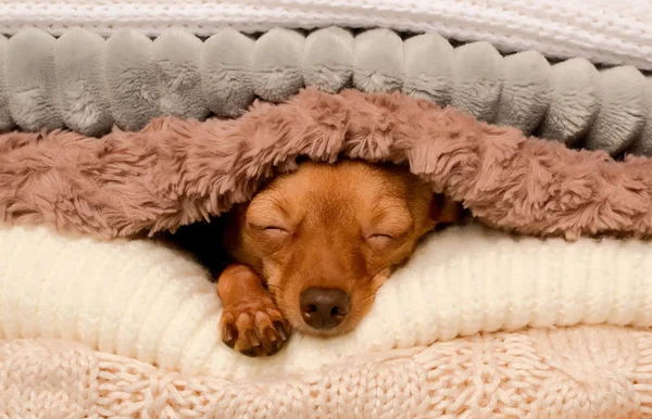 Sevimli köpek gözatma dibinden yumuşak sıcak battaniye.