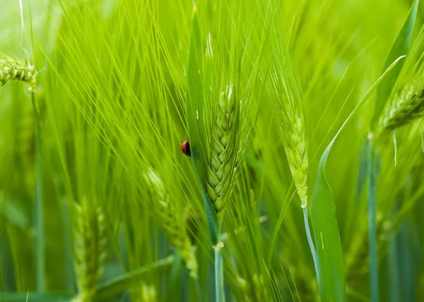 Primo Piano Della Coccinella Sul Grano Blu Nel Campo Dell — Foto Stock