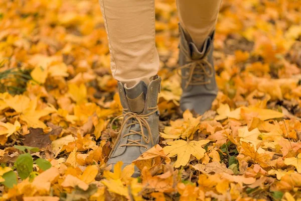 Фон Картины Лесной Прогулки Осенним Листьям — стоковое фото