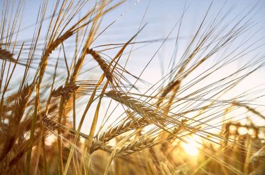 Olgun arpa, arpa alan içinde belgili tanımlık geçmiş gün batımı, altın arpa, kulakları arpa