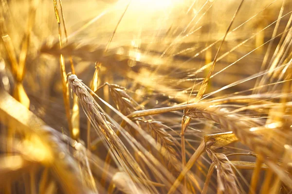Ripe barley, barley field in the background of sunset, golden barley, ears of barley