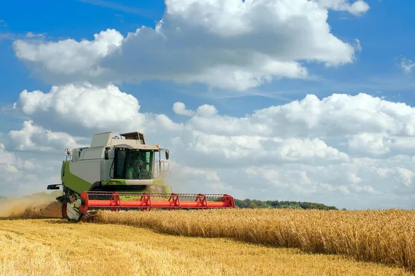 Combine harvester harvests ripe wheat. Agriculture image