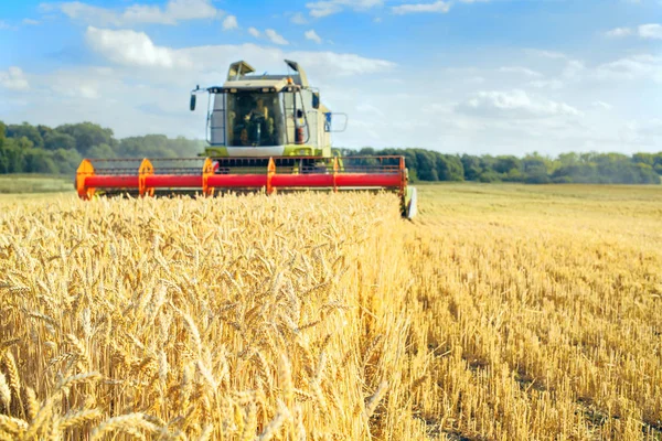 Combine harvester harvests ripe wheat. Agriculture image