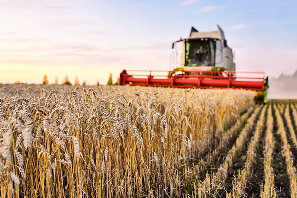 Combiner les récoltes récolteuses de blé mûr. Oreilles mûres de champ d'or — Photo