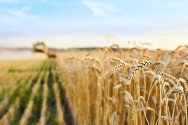 Hasat hasat olgun buğday birleştirin. Altın tarlanın olgun kulakları