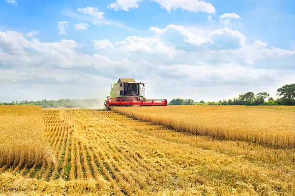 Combine harvester harvests ripe wheat. Ripe ears Stock Image