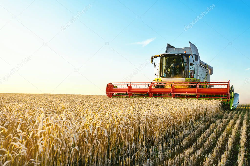 Combine harvester harvests ripe wheat. Ripe ears of gold field