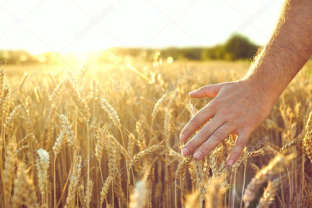 Wheat field. Ears of golden wheat. Beautiful Sunset Landscape. Background of ripening ears. Ripe cereal crop. closeup