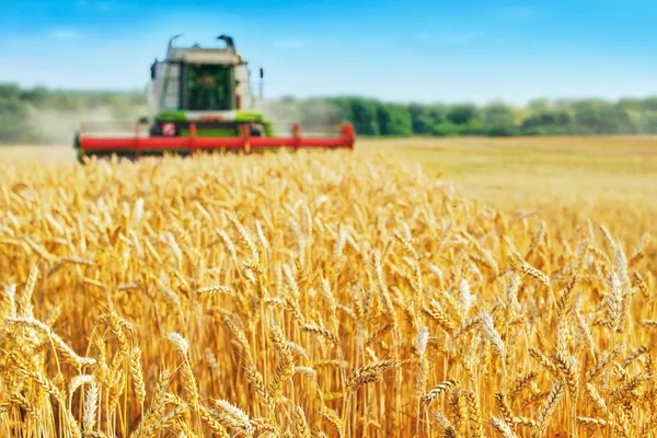 Skördetröskor mogna vete. Mogna öron av guld fältet på solnedgången molnigt orange himmel bakgrund. . Begreppet rik skörd. — Stockfoto