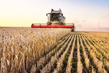 Hasat hasat olgun buğday birleştirin. Gün batımı bulutlu turuncu gökyüzü arka plan altın alan Olgun kulakları. . Zengin hasat kavramı.