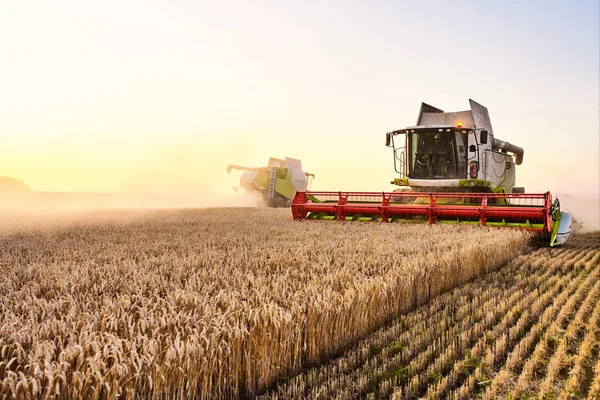 Combine harvester harvests ripe wheat. Ripe ears of gold field on the sunset cloudy orange sky background. . Concept of a rich harvest. — Stock Photo, Image