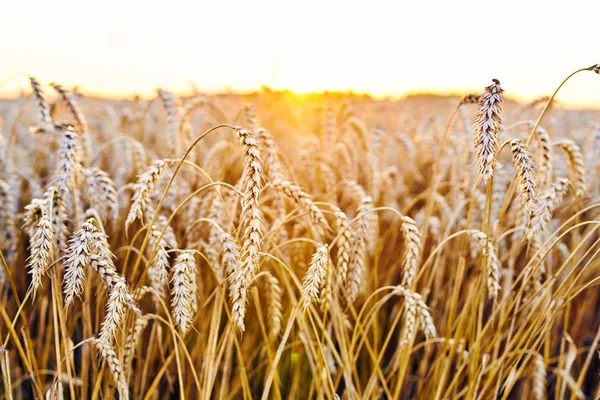 Combine harvester harvests ripe wheat. Ripe ears of gold field on the sunset cloudy orange sky background. . Concept of a rich harvest.