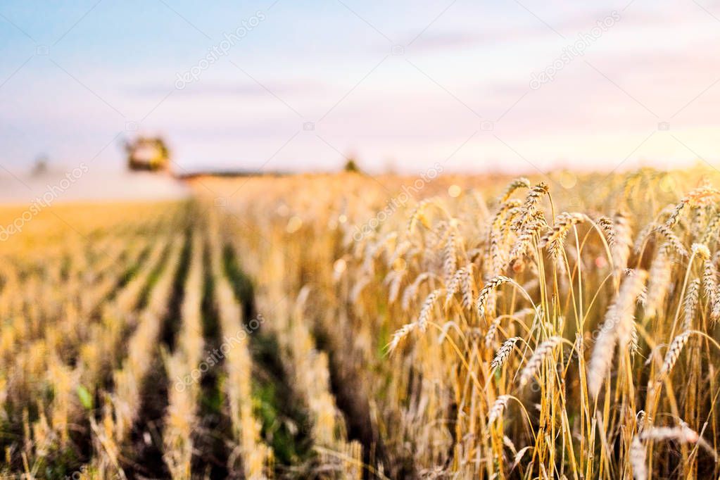 Combine harvester harvests ripe wheat. Ripe ears of gold field on the sunset cloudy orange sky background. . Concept of a rich harvest.