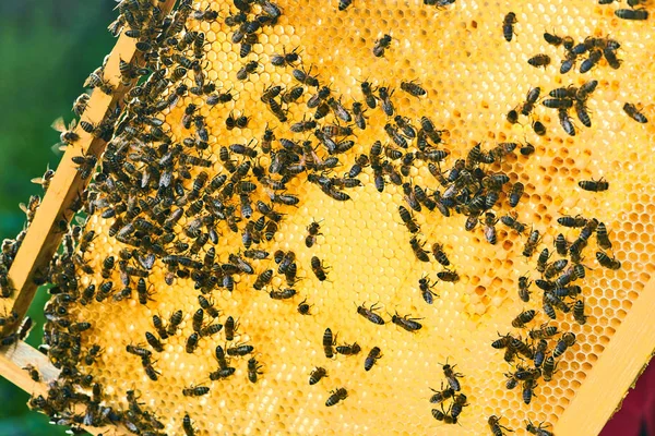 Крупним планом вид робочих бджіл на стільниці з солодким медом. Мед це бджільництво здорових продуктів . — стокове фото
