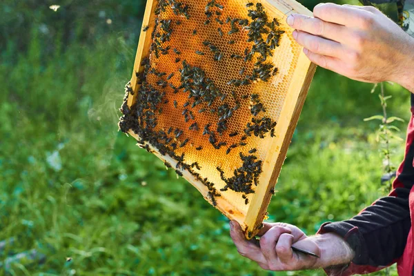 Nahaufnahme der Arbeitsbienen auf der Wabe mit süßem Honig. Honig ist ein gesundes Produkt der Imkerei. — Stockfoto