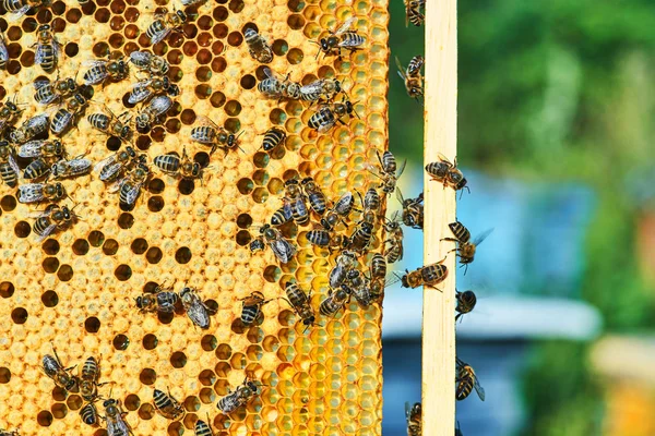 Nahaufnahme der Arbeitsbienen auf der Wabe mit süßem Honig. Honig ist ein gesundes Produkt der Imkerei. — Stockfoto