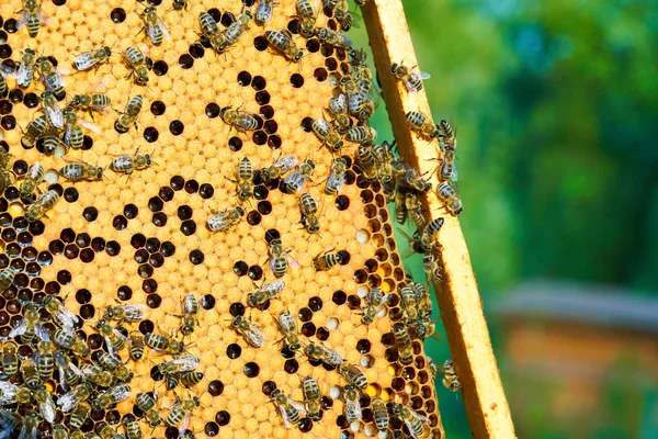 Zavřete pohled na včely na vošton s sladkým miláním. Med včelařství vyrábí zdravé produkty. — Stock fotografie