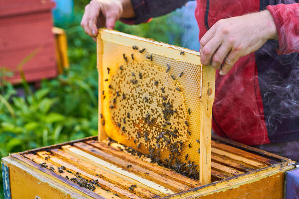 Close up view of the working bees on the honeycomb with sweet honey. Honey is beekeeping healthy produce.