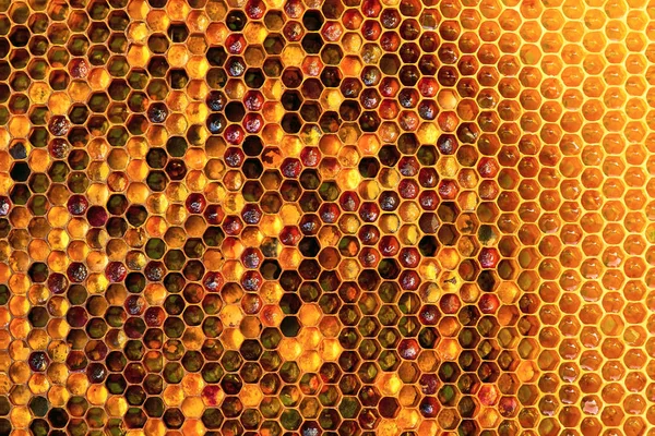 Yellow honeycomb full of honey — Stock Photo © OlegGerasymenko #9713334