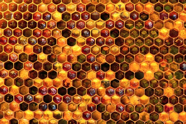 Textura de fondo y patrón de una sección de panal de cera de una colmena de abejas llena de miel de oro i — Foto de Stock