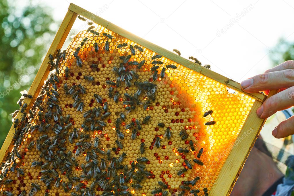 Close up view of the working bees on the honeycomb with sweet honey. Honey is beekeeping healthy produce.