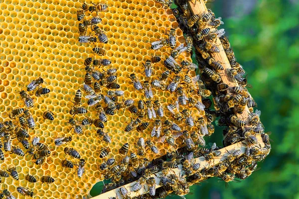 Vista da vicino delle api che lavorano sul favo con miele dolce. Il miele è apicoltura prodotti sani . — Foto Stock