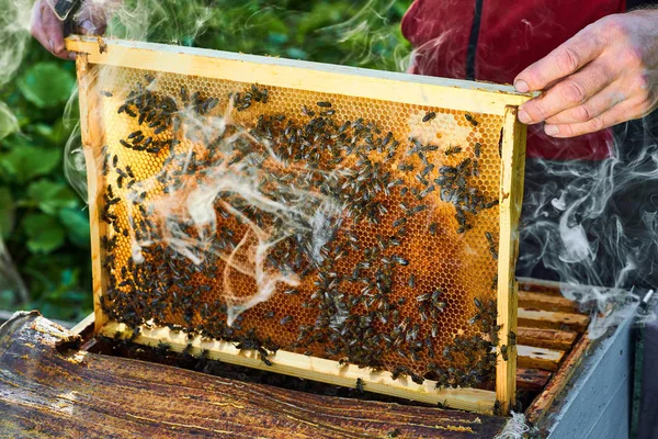Nahaufnahme der Arbeitsbienen auf der Wabe mit süßem Honig. Honig ist ein gesundes Produkt der Imkerei. — Stockfoto
