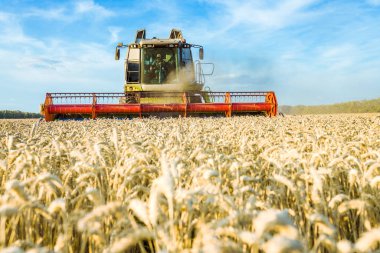 Güneşli bir yaz gününün ve bulutlarla dolu mavi gökyüzünün arka planında. Hasat makinesi hasat olgun altın buğday alanında birleştirin. Tarım endüstrisinin imajı