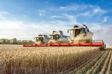 Güneşli bir yaz gününün ve bulutlarla dolu mavi gökyüzünün arka planında. Hasat makinesi hasat olgun altın buğday alanında birleştirin. Tarım endüstrisinin imajı