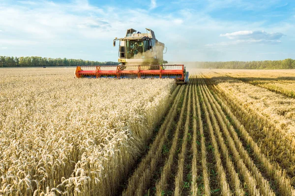 Dans le contexte d'une journée d'été ensoleillée et le ciel bleu avec des nuages. Combiner la moissonneuse-batteuse récoltant du blé doré mûr sur le champ. L'image de l'industrie agricole — Photo