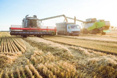 Tarlada hasatçı, olgun altın buğdayı hasat ediyor. Tarım endüstrisinin imajı