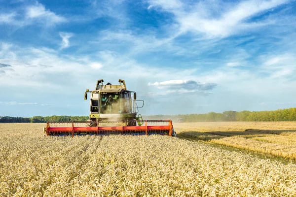 Łączenie zbioru dojrzałej pszenicy na polu. Wizerunek przemysłu rolnego — Zdjęcie stockowe
