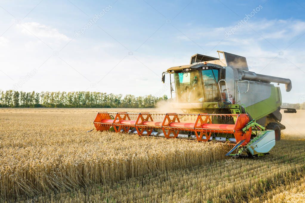 Combine harvester harvesting ripe golden wheat on the field. The image of the agricultural industry