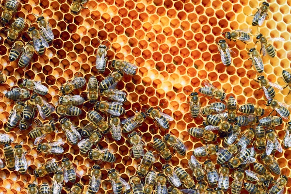 Vista de cerca de las abejas que trabajan en el panal con miel dulce. La miel es apicultura productos saludables . — Foto de Stock