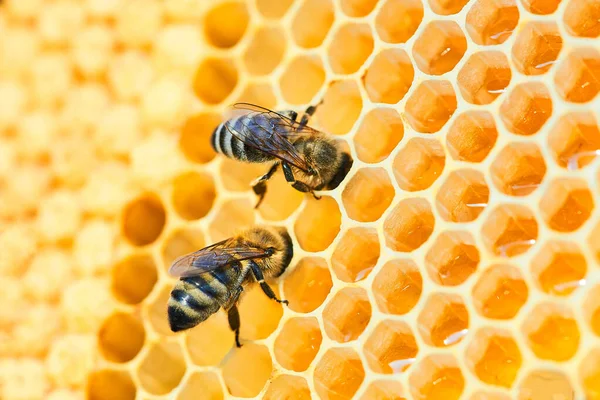 Macro foto de una colmena de abejas en un panal con copyspace. Las abejas producen miel fresca, saludable . —  Fotos de Stock