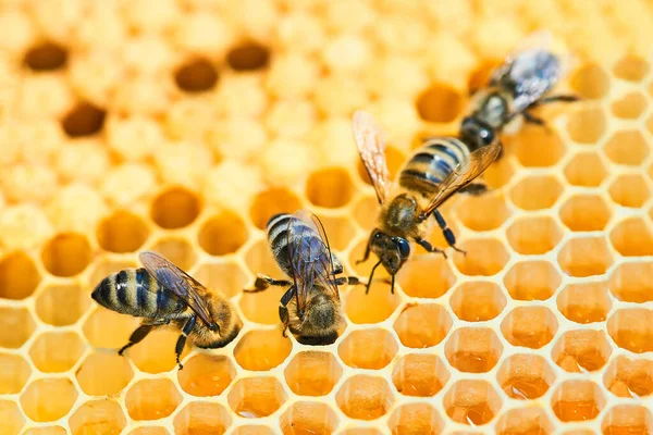 Macro foto de una colmena de abejas en un panal con copyspace. Las abejas producen miel fresca, saludable . — Foto de Stock