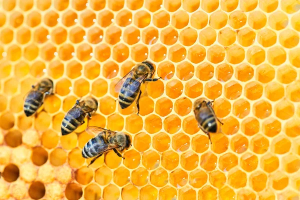 Macro foto de una colmena de abejas en un panal con copyspace. Las abejas producen miel fresca, saludable . —  Fotos de Stock