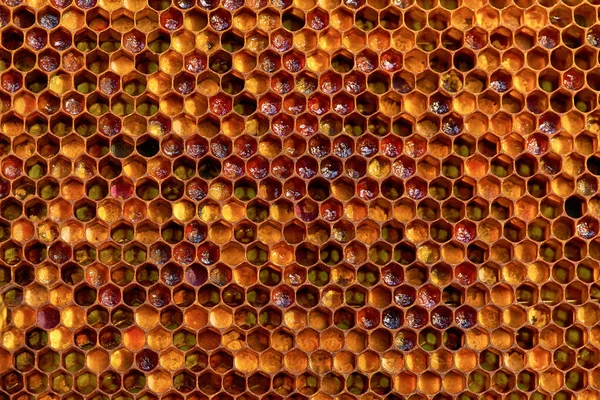 Textura de fondo y patrón de una sección de panal de cera de una colmena de abejas llena de miel de oro i —  Fotos de Stock