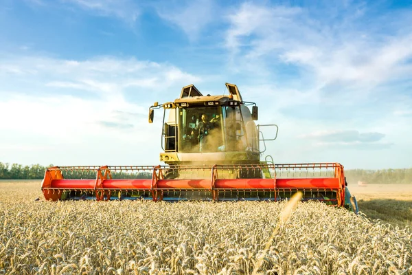 Tarlada hasatçı, olgun altın buğdayı hasat ediyor. Tarım endüstrisinin imajı — Stok fotoğraf