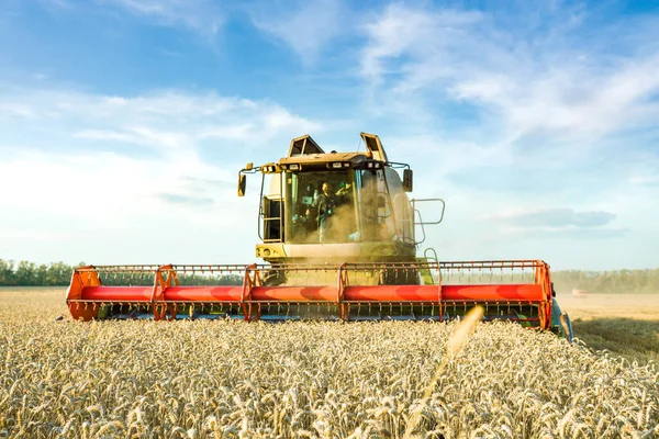 Combine la cosecha cosechadora de trigo dorado maduro en el campo. La imagen de la industria agrícola — Foto de Stock