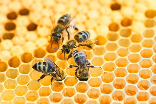 Macro foto de una colmena de abejas en un panal con copyspace. Las abejas producen miel fresca, saludable . —  Fotos de Stock