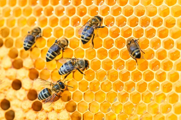 Macro foto de una colmena de abejas en un panal con copyspace. Las abejas producen miel fresca y saludable. Concepto apícola —  Fotos de Stock